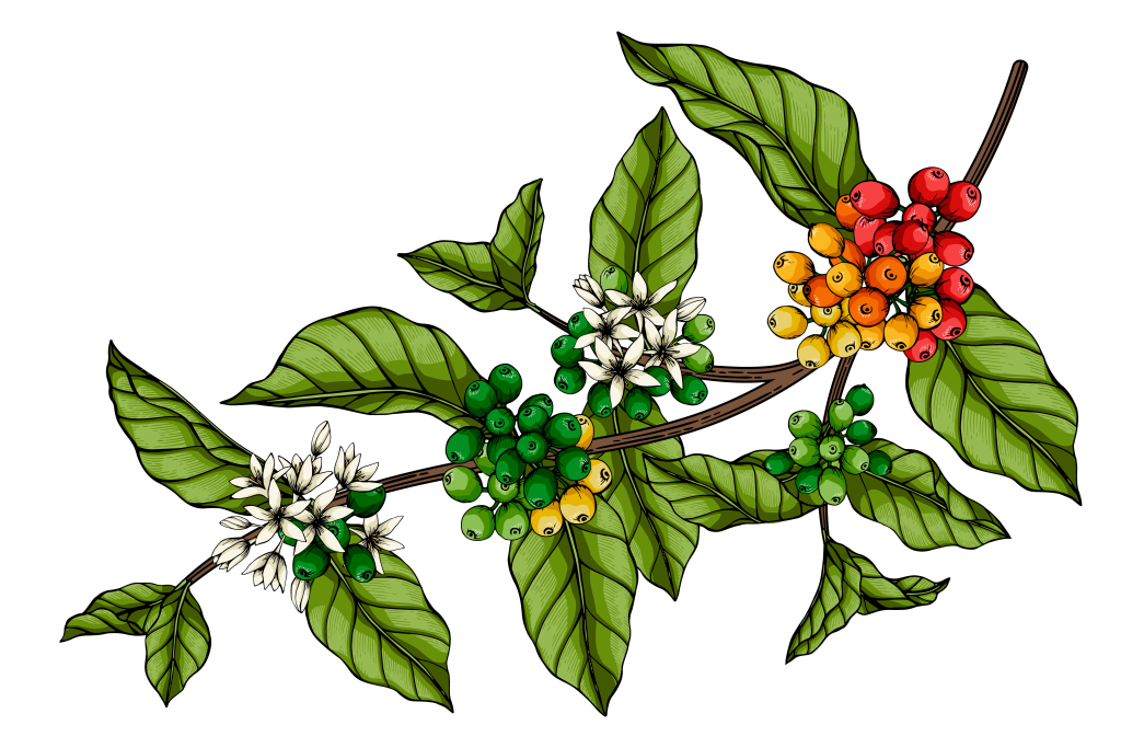coffee flowers